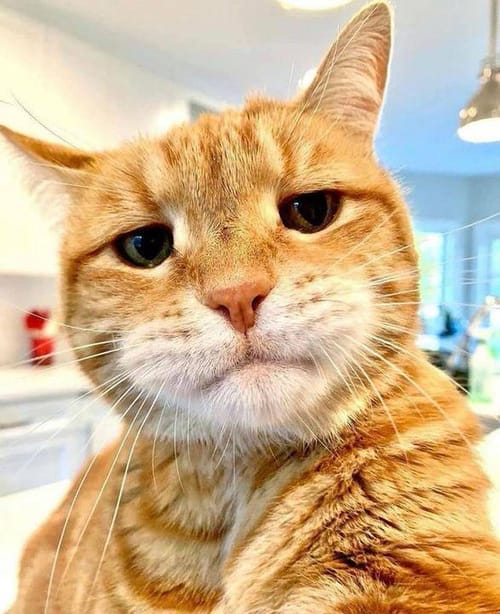 Dimitri